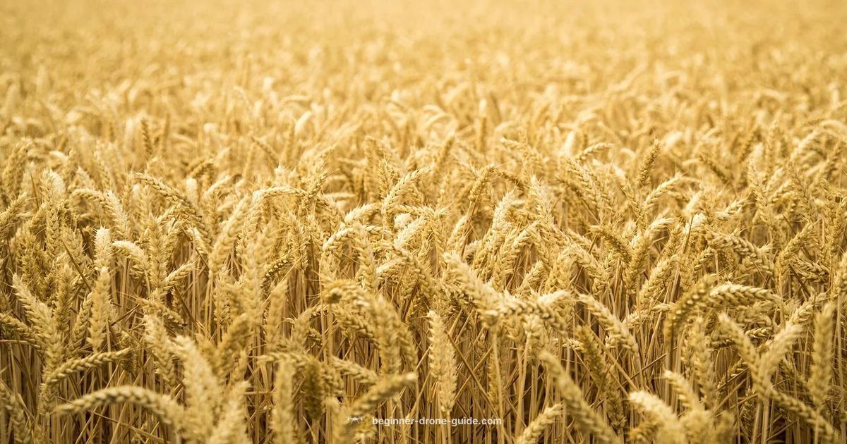 Flight Basics for Drones Flight Basics for Drones - Beginner Drone Guide