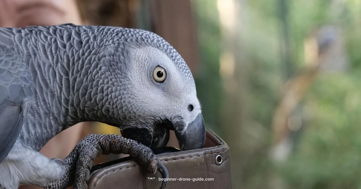 AR Drone 2.0 Review - Beginner Drone Guide