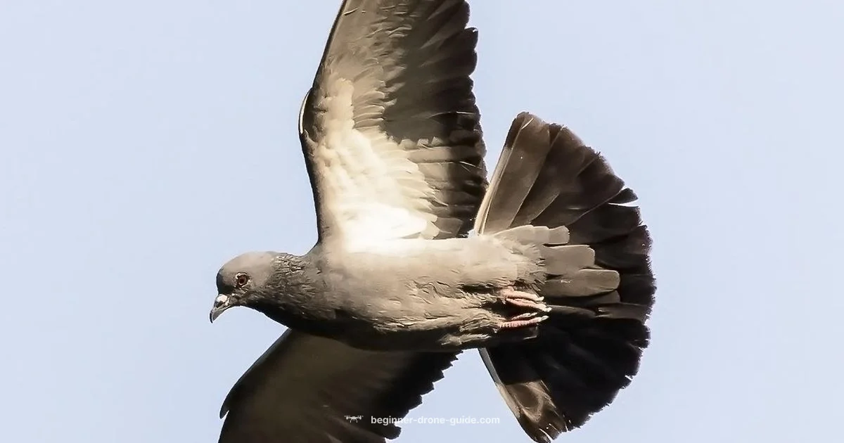 Birds vs Drones in Flight - Beginner Drone Guide