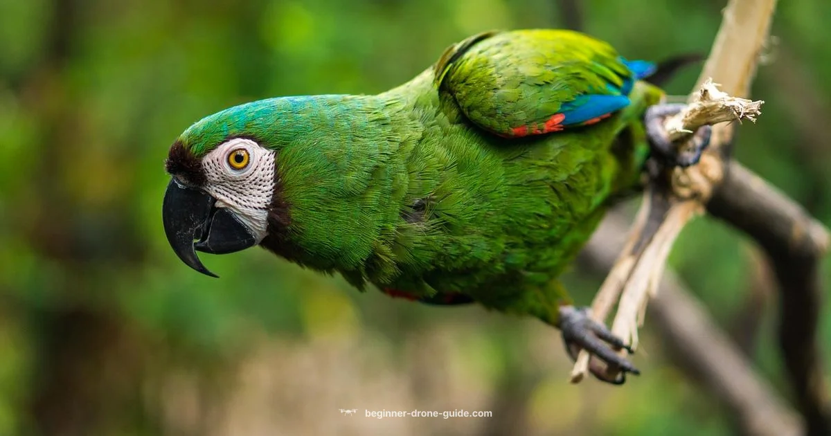 Parrot Anafi USA - Beginner Drone Guide