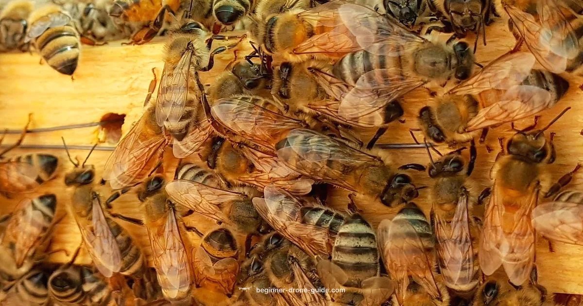 Drone Bees Habitat Drone Bees Habitat - Beginner Drone Guide
