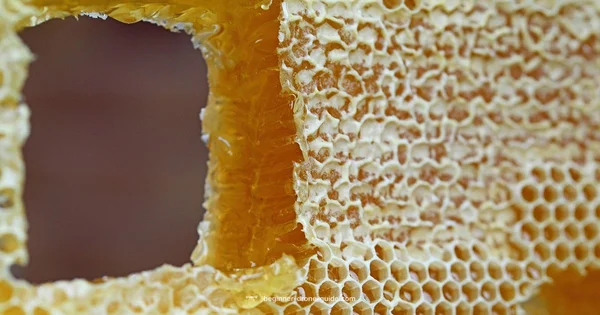 Drone Bee Basics - Beginner Drone Guide