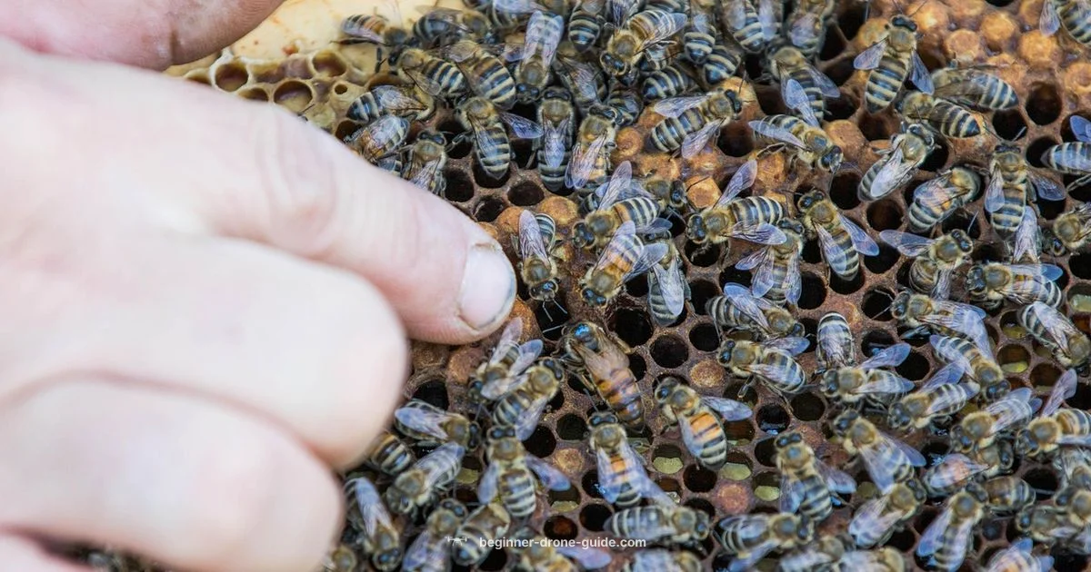 Bees and Drones Bees and Drones - Beginner Drone Guide