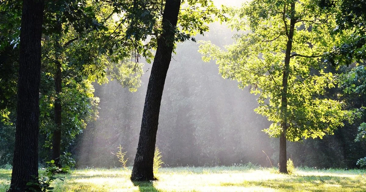 Drone in the Forest Drone in the Forest - Beginner Drone Guide