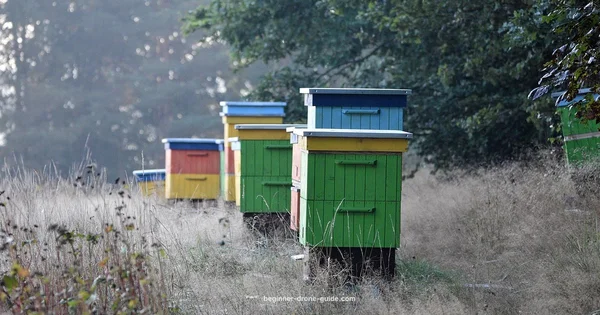 Drone Queen Bee - Beginner Drone Guide