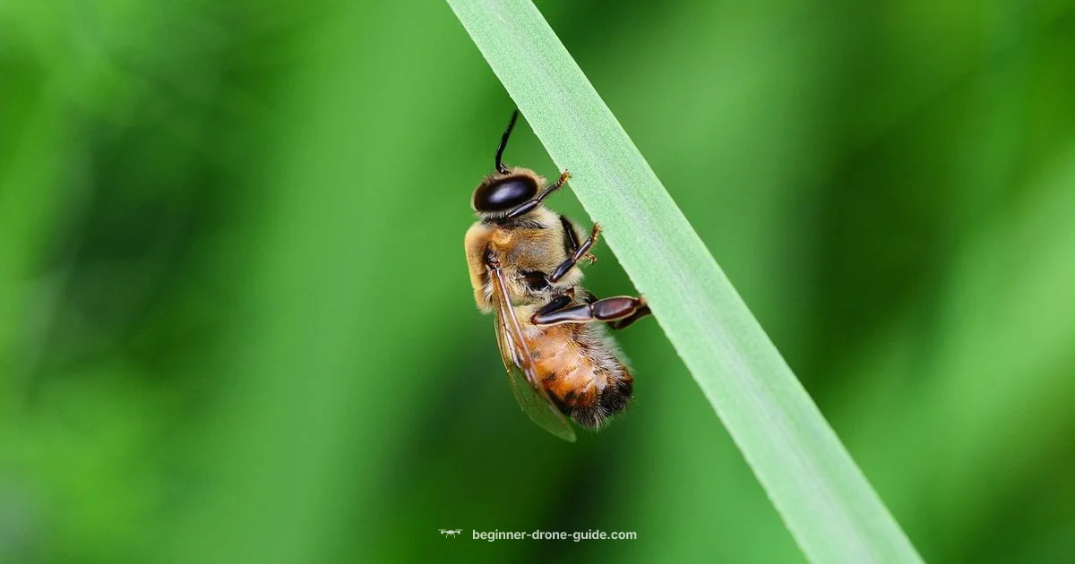 Drone Bee Basics - Beginner Drone Guide